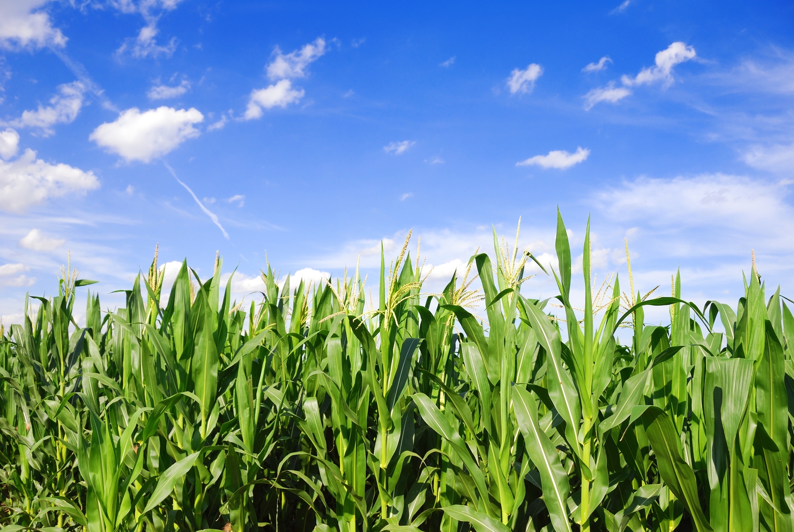 Corn field for proposal